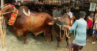 রাজধানীর দুই সিটিতে বসছে ১৮টি পশুর হাট, চাঁদাবাজি ঠেকাতে কঠোর প্রশাসন